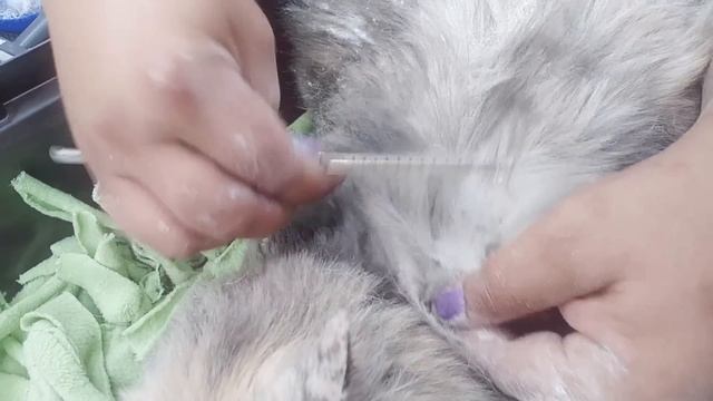 Magic matt removal on a cat смотреть онлайн