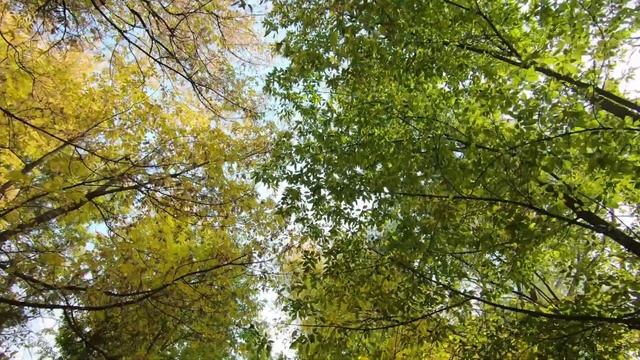 Золотая осень 2022. Краски осени. Осенняя листва. Футажи осени. Озеро осенью. смотреть онлайн