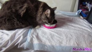 КАК ПЕРЕВЕЗТИ КОТА В ПОЕЗДЕ/ КОТ КУЗЬМА В ПОЕЗДЕ