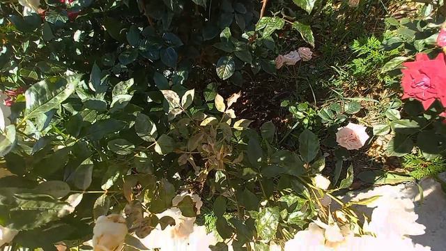 розы на пике цветения смотреть онлайн