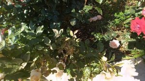 розы на пике цветения