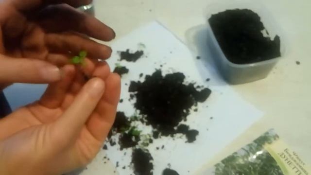 Фикус семенами 1 ч. смотреть онлайн