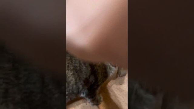Как сварить сосиски смотреть онлайн