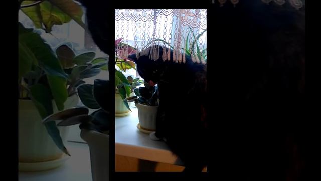 Не мешайте мне смотреть в окно! смотреть онлайн