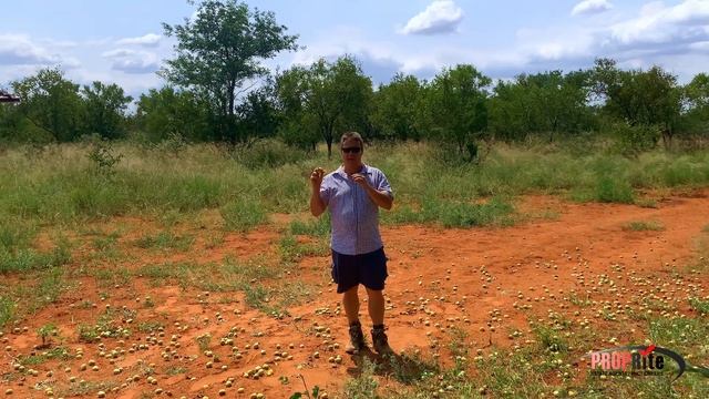 Tasting The Fruit Of The Wild Marula Tree? (Afrikaans)