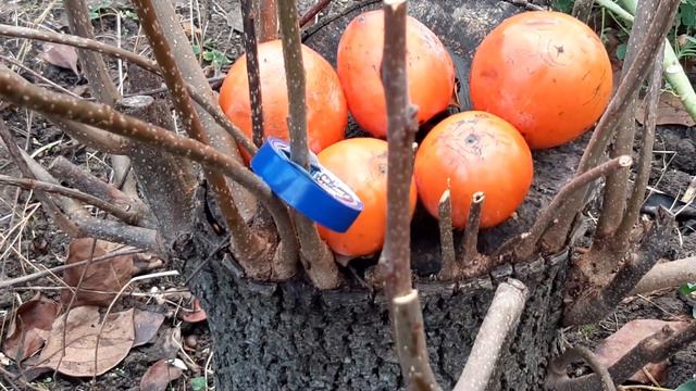 хурма. нюансы прививки. 100% результат. смотреть онлайн