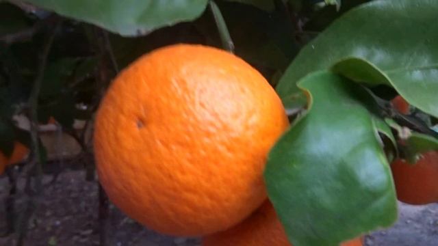 Пейдж (Page) мандарин