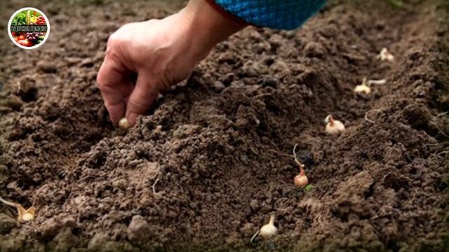Секреты посадки лука под зиму! Надежные способы для получения хорошего результата!!!