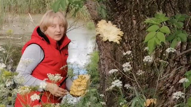 Гриб Трутовик серно-желтый - очень вкусно .... смотреть онлайн