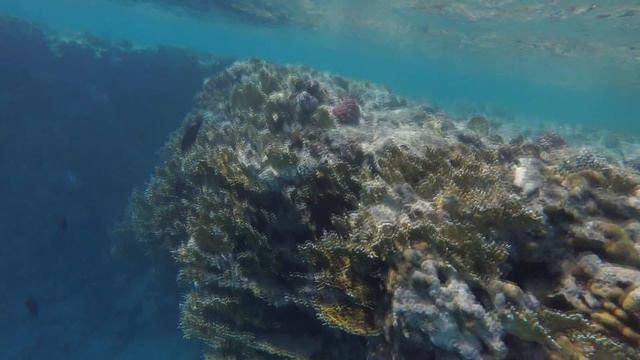 Египет.Reef Oasis Beach Resort 5*. Египет/Шарм-Эль-Шейх. смотреть онлайн