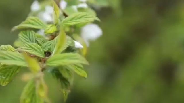 Поздравления с Днём Победы от 7б класса смотреть онлайн