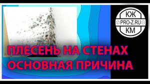 Как убрать плесень в углах стен, плесень на стенах