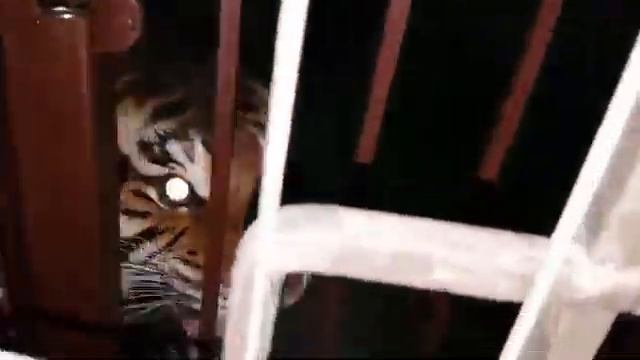 ТИГР Ужасно РЫЧИТ. Послушайте! смотреть онлайн