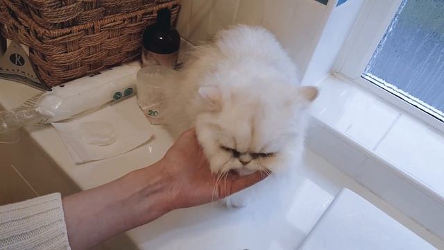 How to clean your Persian Cats Eyes смотреть онлайн