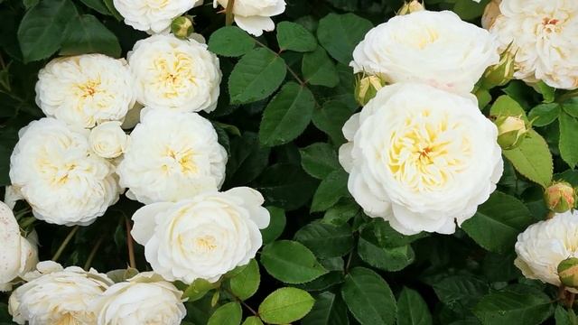 Роза Транквилити Tranquillity