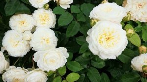 Роза Транквилити Tranquillity