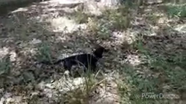 О породе таксе???#такса не необучаема? смотреть онлайн