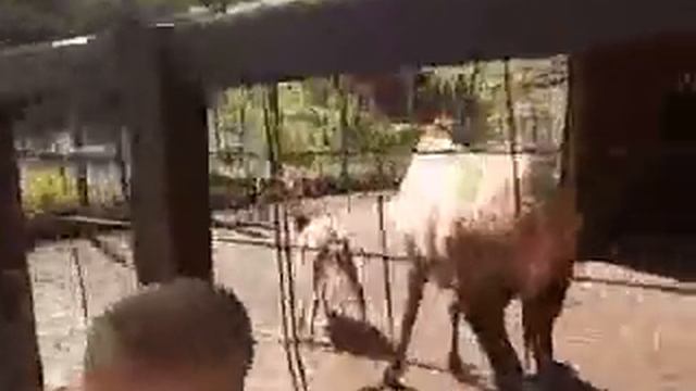 A silk deer gets it from an elk смотреть онлайн