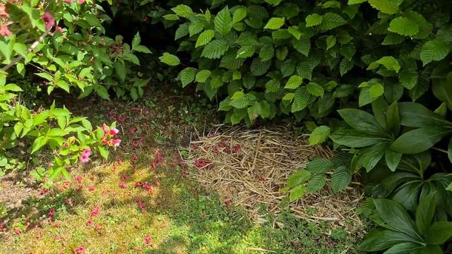 Летом на дачном участке в Германии. Цветы на дачном участке. Дачный участок в Германии. смотреть онлайн