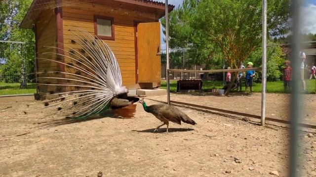4K HDR (ULTRA HD) ● Peacock Dance ● Брачный Танец Павлина смотреть онлайн