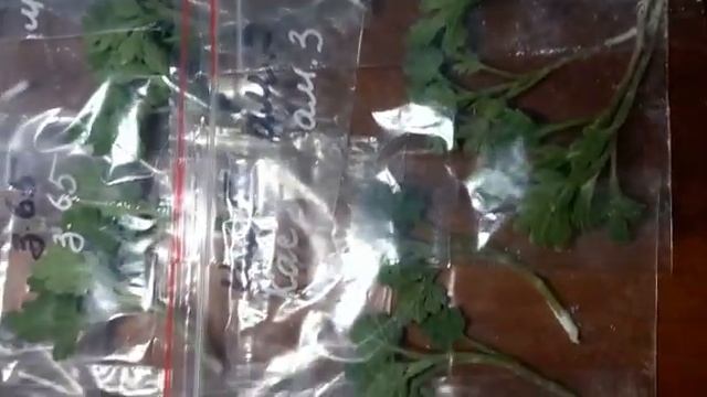 Черенки хризантемы заказать с доставкой #chrysanthemumflower #цветы #черенкихризантемы смотреть онлайн