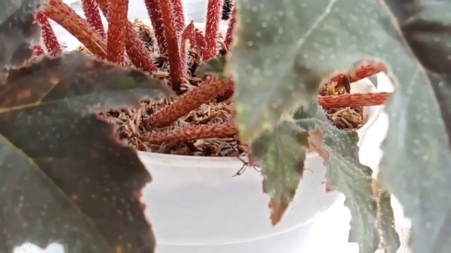 BEGONIA BLACK VELVET смотреть онлайн