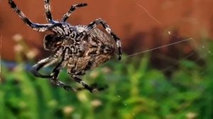 КАК ПАУКИ ПЛЕТУТ ПАУТИНУ?