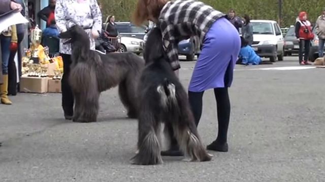 Кемерово 2013-06-01. Моно афганов. Кобели класс победителей смотреть онлайн