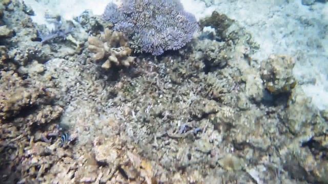 池間島　ロープ　シュノーケリング　2015．６　珊瑚礁 смотреть онлайн
