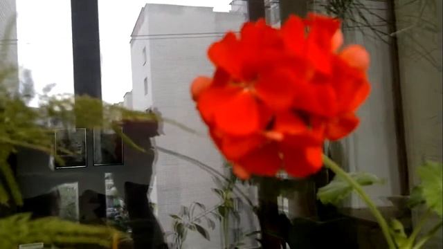 Балконный оазис. Цветение Герани (Пеларгонии) на лоджии. Это может сделать каждый! Pelargonium смотреть онлайн