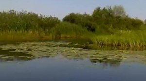 Minn kota endura C2 34