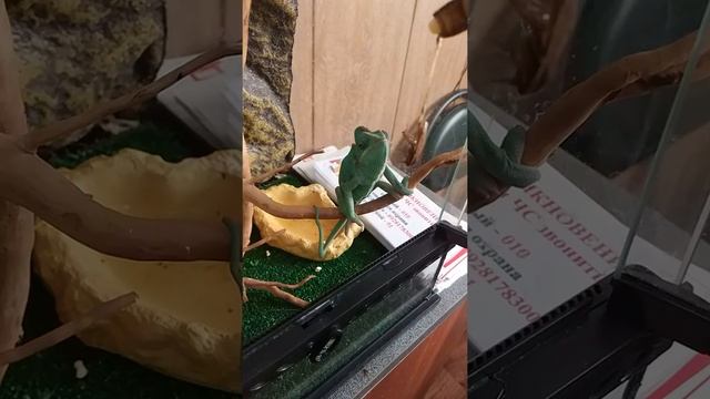 ХАМЕЛЕОН ЕСТ ТАРАКАНА !!!! ))) !( СHAMELEON EATS COCKROACH !!!! ))) LOOK TO THE END !) смотреть онлайн