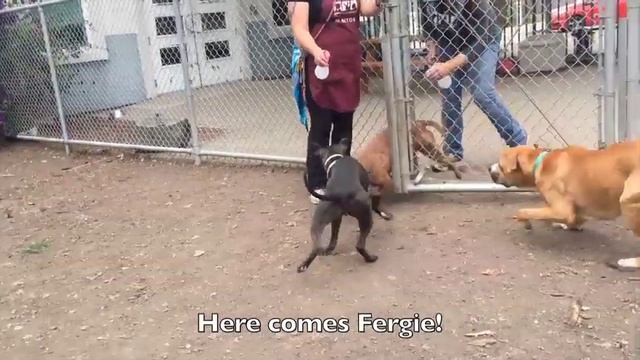 Duke Shelby Brisco Piper Ruby AmariCooper Emma Fergie Bongo Kai смотреть онлайн