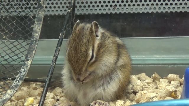 Домашний бурундук. Содержание бурундука в домашних условиях. смотреть онлайн