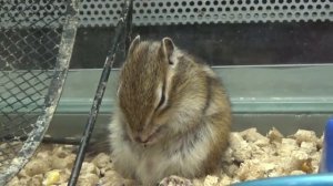 Домашний бурундук. Содержание бурундука в домашних условиях.