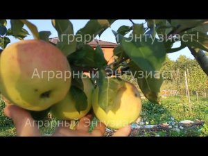 Яблоня сорт "Яблочный спас".