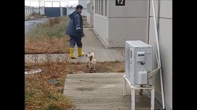 Питаем Малыша через капельницу И другие новости о собачках смотреть онлайн