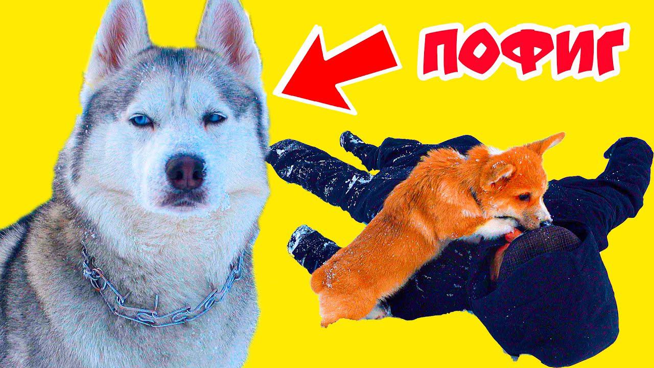 ЧЕЛОВЕК УМЕР!! РЕАКЦИЯ ХАСКИ И КОРГИ!! Хаски Бандит Говорящая собака смотреть онлайн