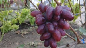 Виноград Вулкан