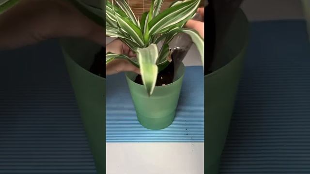 Высаживаю драцену после укоренения в воде #shorts #драцена #dracaena смотреть онлайн