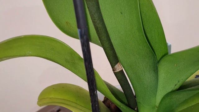 My New $10 "Violet Queen" Orchid смотреть онлайн