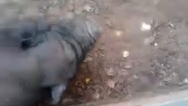 Китайские поросята