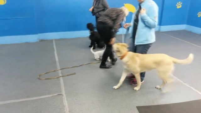 Дрессировка джек рассел терьера, корги, миттельшнауцера, метиса и фр. бульдога. смотреть онлайн