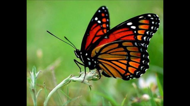 Фильм про лилию смотреть онлайн