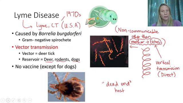 Bacterial Diseases: Cardiovascular and Nervous Systems смотреть онлайн
