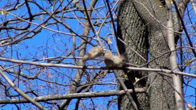 Зеленушка кормит птенца смотреть онлайн