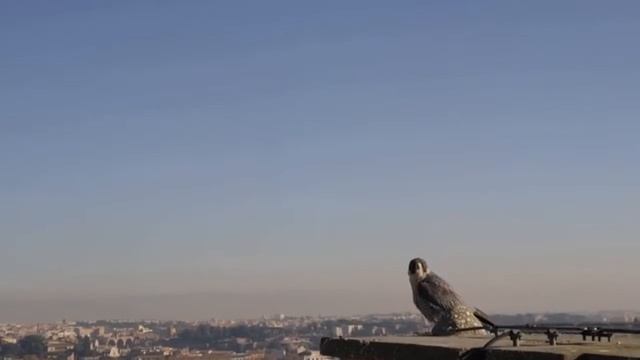 10 САМЫХ УЖАСНЫХ ПТИЦ В МИРЕ смотреть онлайн