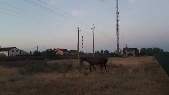 VLOG\НЕДЕЛЯ 10\ЧАСТЬ 1\ ПРОЩАЙ, ПЕГАС. ПРОЩАЙТЕ, РЫЖИКИ! смотреть онлайн
