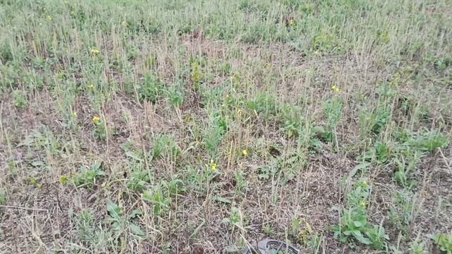 коп на старом урочище смотреть онлайн