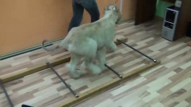 кавалетти.MPG смотреть онлайн